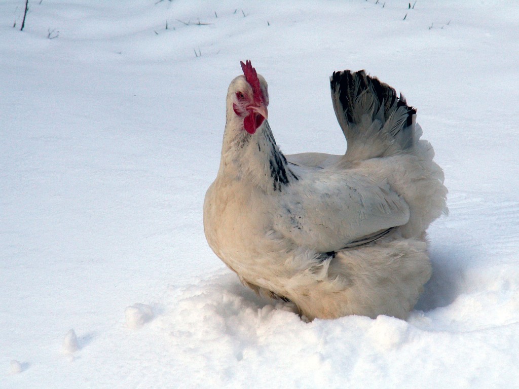 chickens winter chicken warm keeping snow keep during hens tips advice coops freeimages visit